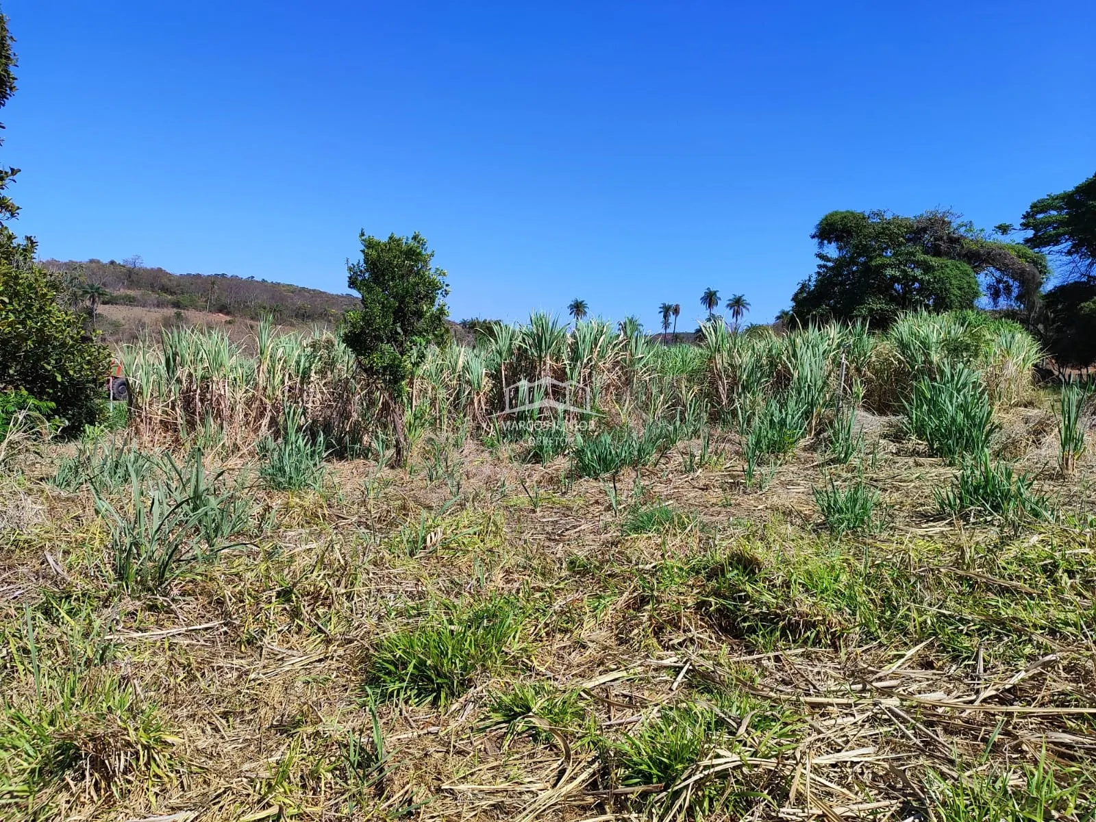 Sítio à venda de 50 ha em Montes Claros, MG, Brasil