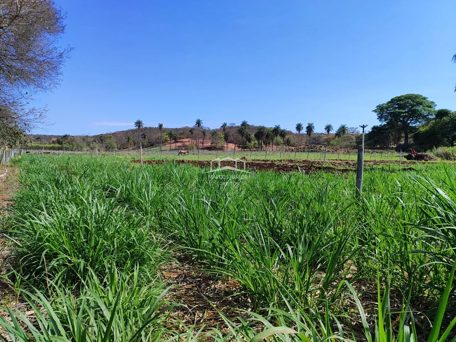 Sítio à venda de 50 ha em Montes Claros, MG, Brasil