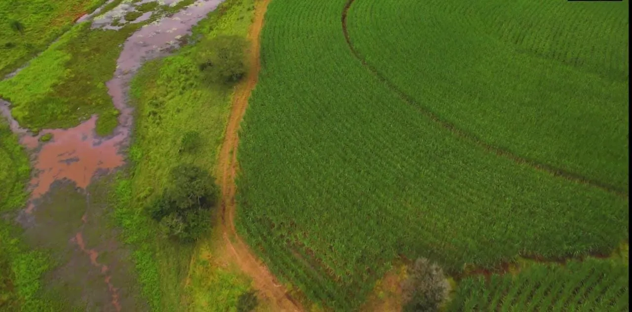 Fazenda à venda e para Arrendar de 194 ha em Quadra, SP, Brasil