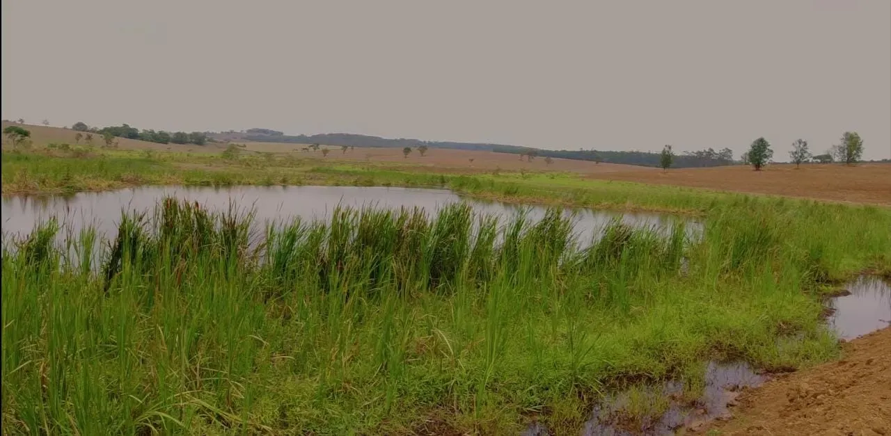 Fazenda à venda e para Arrendar de 194 ha em Quadra, SP, Brasil