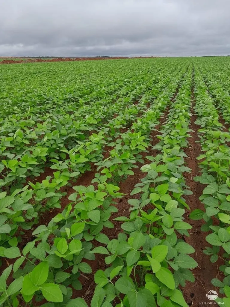 Fazenda à venda de 2.150 ha em Carolina, MA, Brasil
