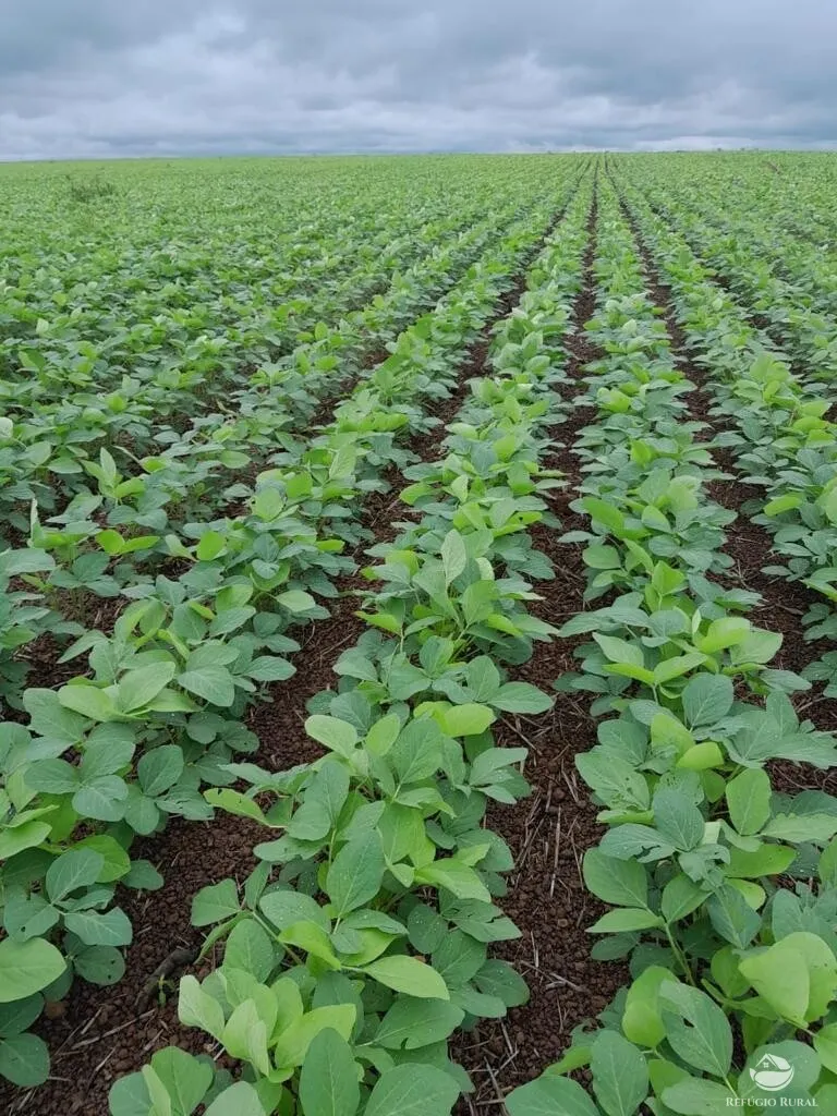 Fazenda à venda de 2.150 ha em Carolina, MA, Brasil