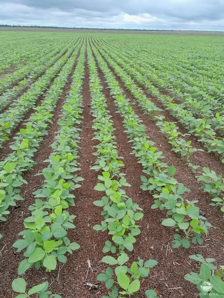 Fazenda à venda de 2.150 ha em Carolina, MA, Brasil