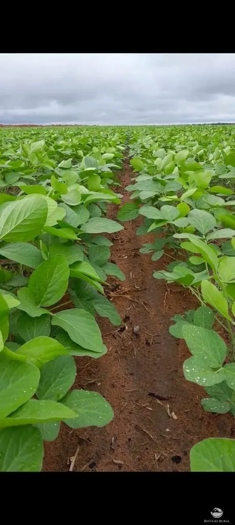 Fazenda à venda de 2.150 ha em Carolina, MA, Brasil