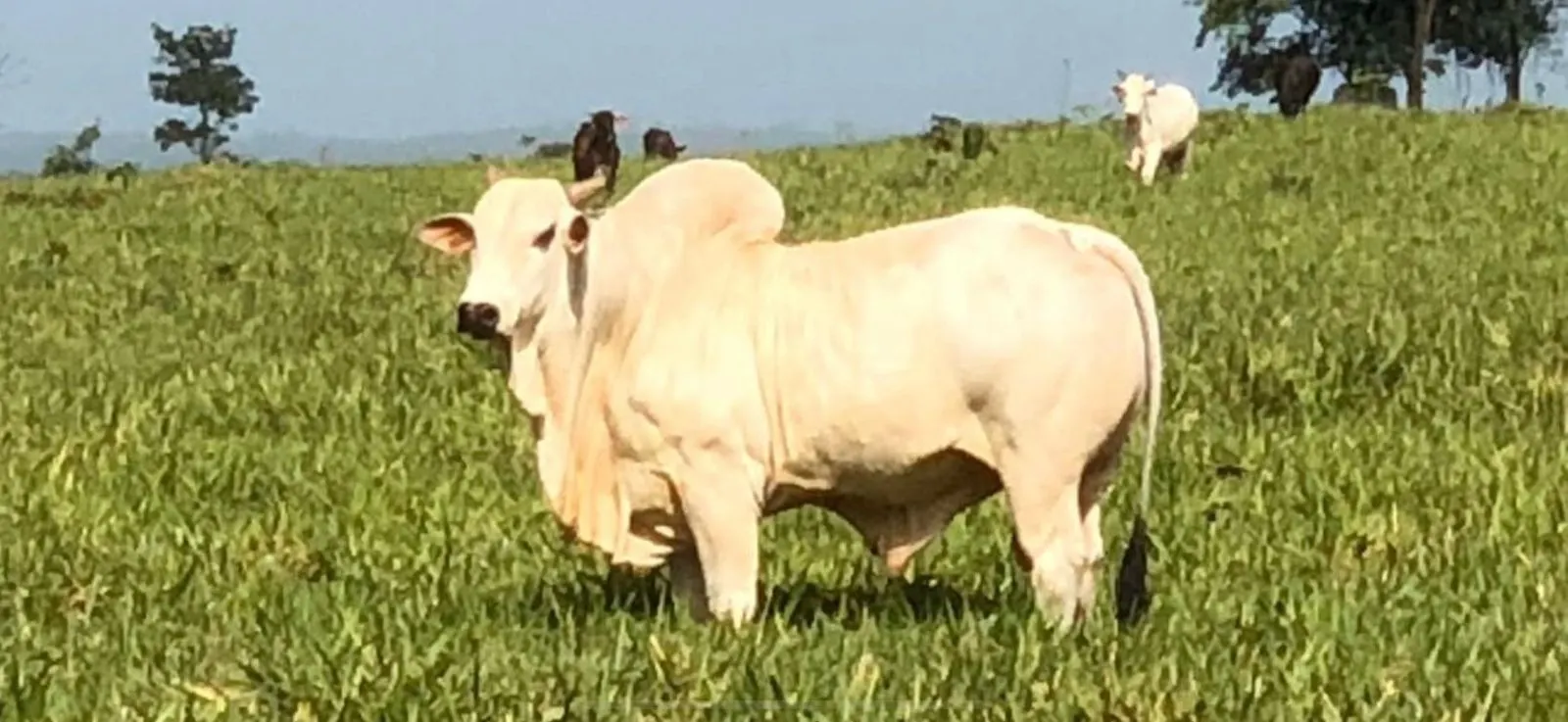 Fazenda à venda de 6.000 ha em Santa Helena, MA, Brasil