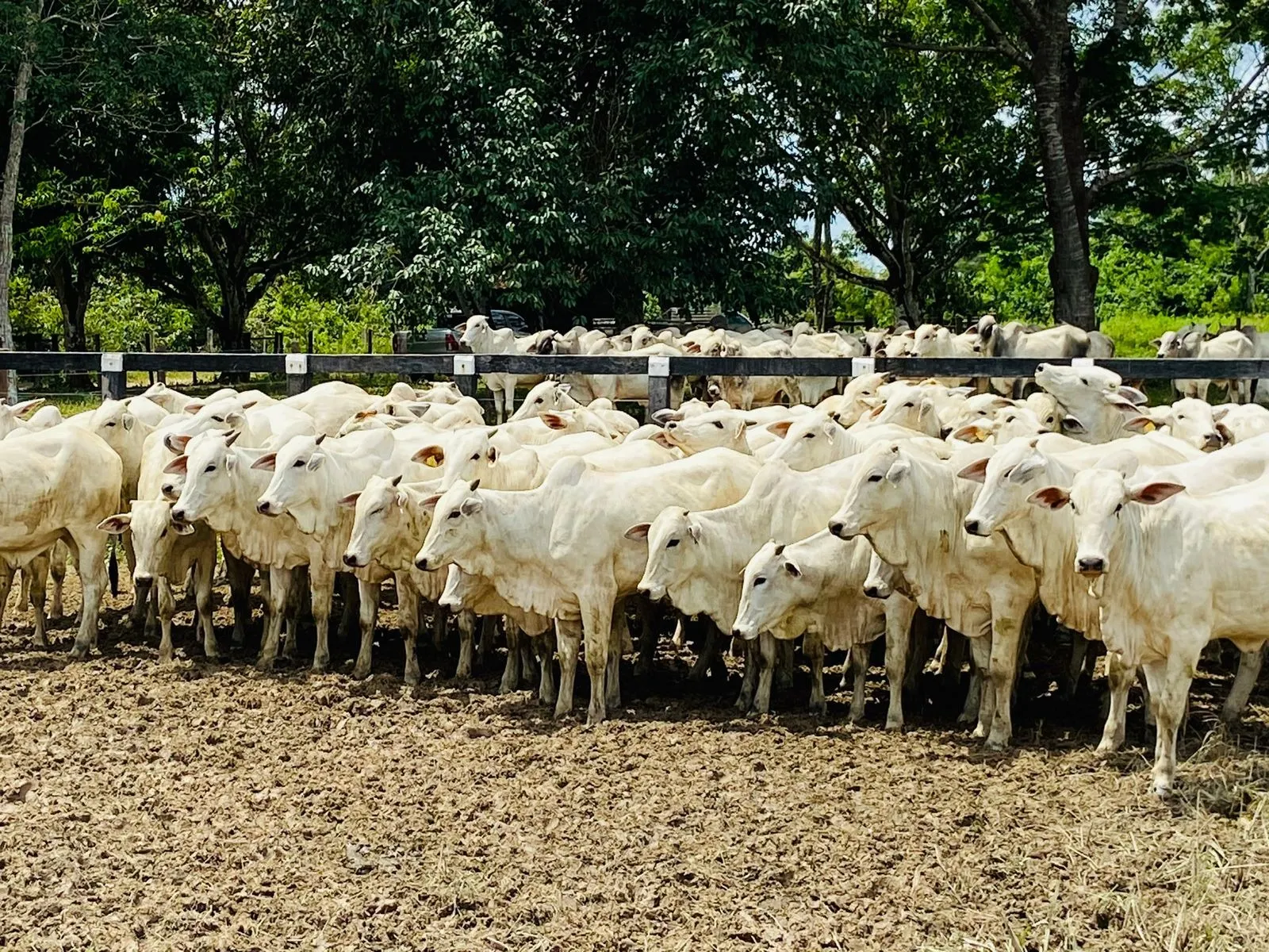 Fazenda à venda de 6.000 ha em Santa Helena, MA, Brasil
