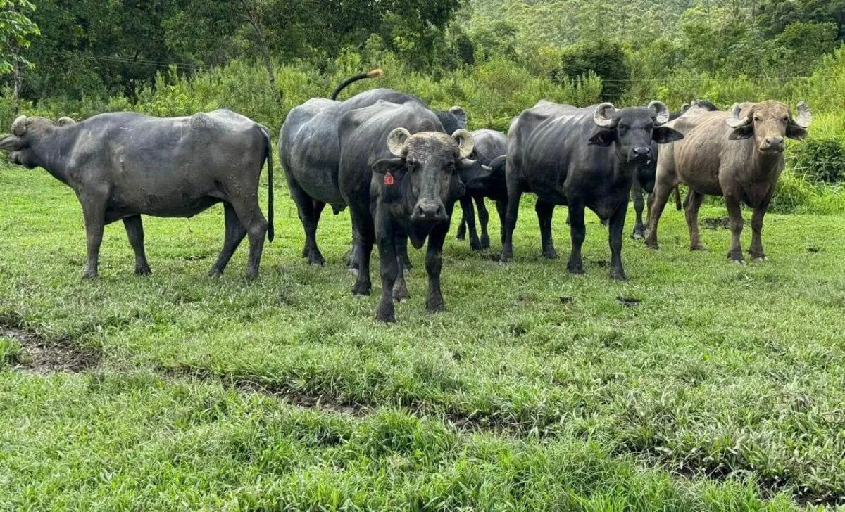 Fazenda à venda de 169 ha em Sete Barras, SP, Brasil