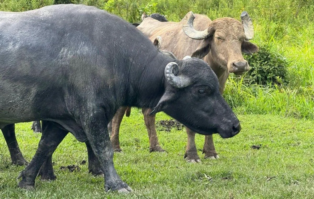 Fazenda à venda de 169 ha em Sete Barras, SP, Brasil