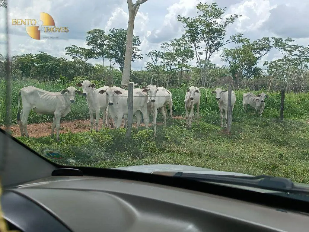 Fazenda à venda de 700 ha em Poconé, MT, Brasil