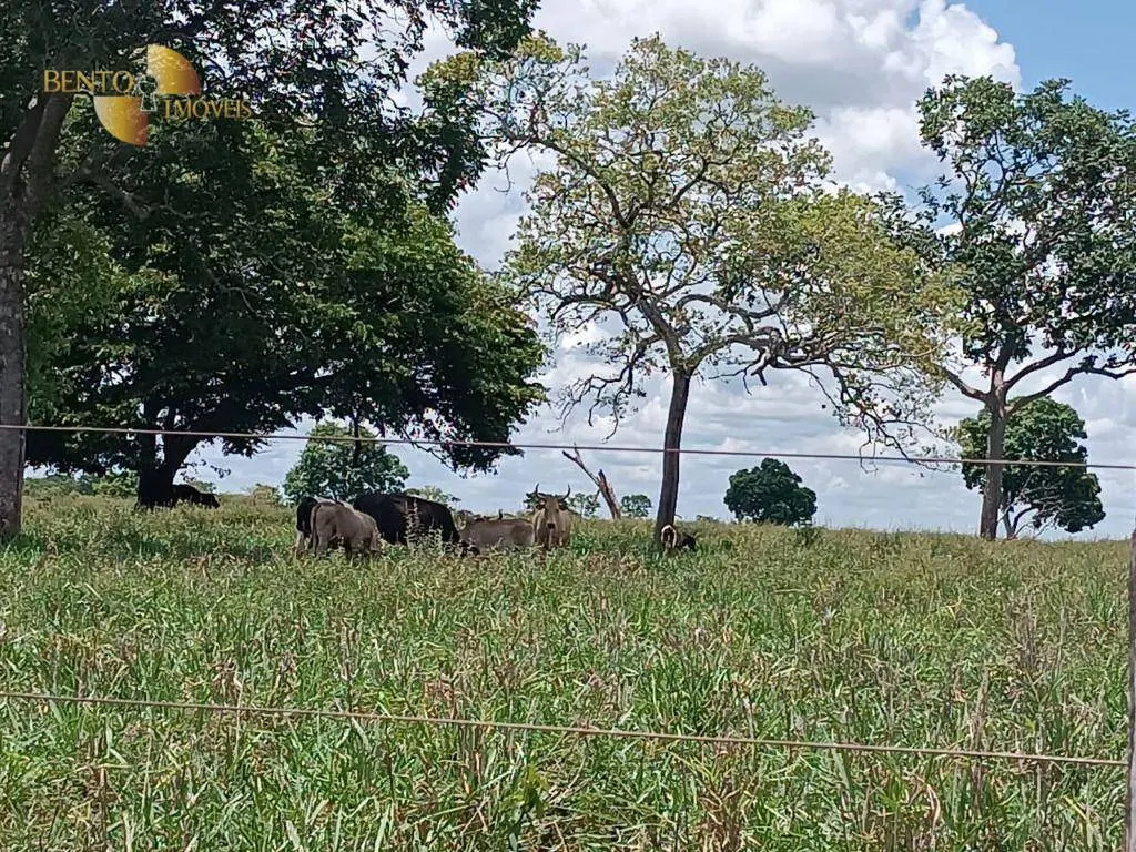Fazenda à venda de 700 ha em Poconé, MT, Brasil