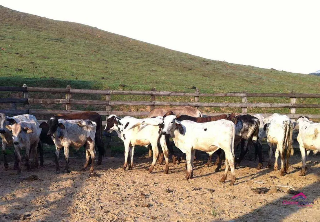 Fazenda à venda de 253 ha em Silveiras, SP, Brasil