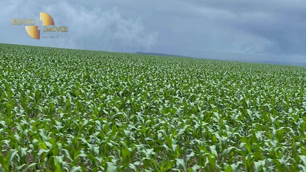 Fazenda à venda de 7.800 ha em Nova Mutum, MT, Brasil