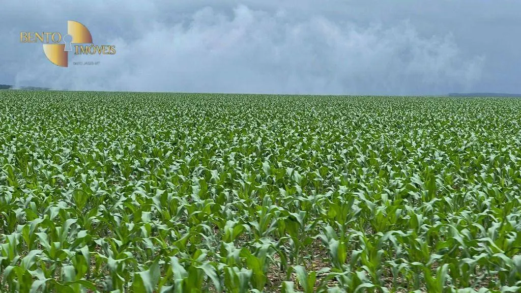 Fazenda à venda de 7.800 ha em Nova Mutum, MT, Brasil