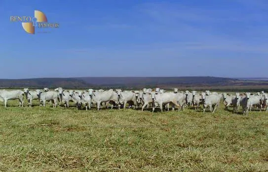Fazenda à venda de 7.800 ha em Nova Mutum, MT, Brasil