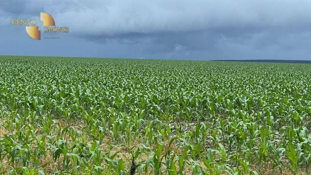 Fazenda à venda de 7.800 ha em Nova Mutum, MT, Brasil