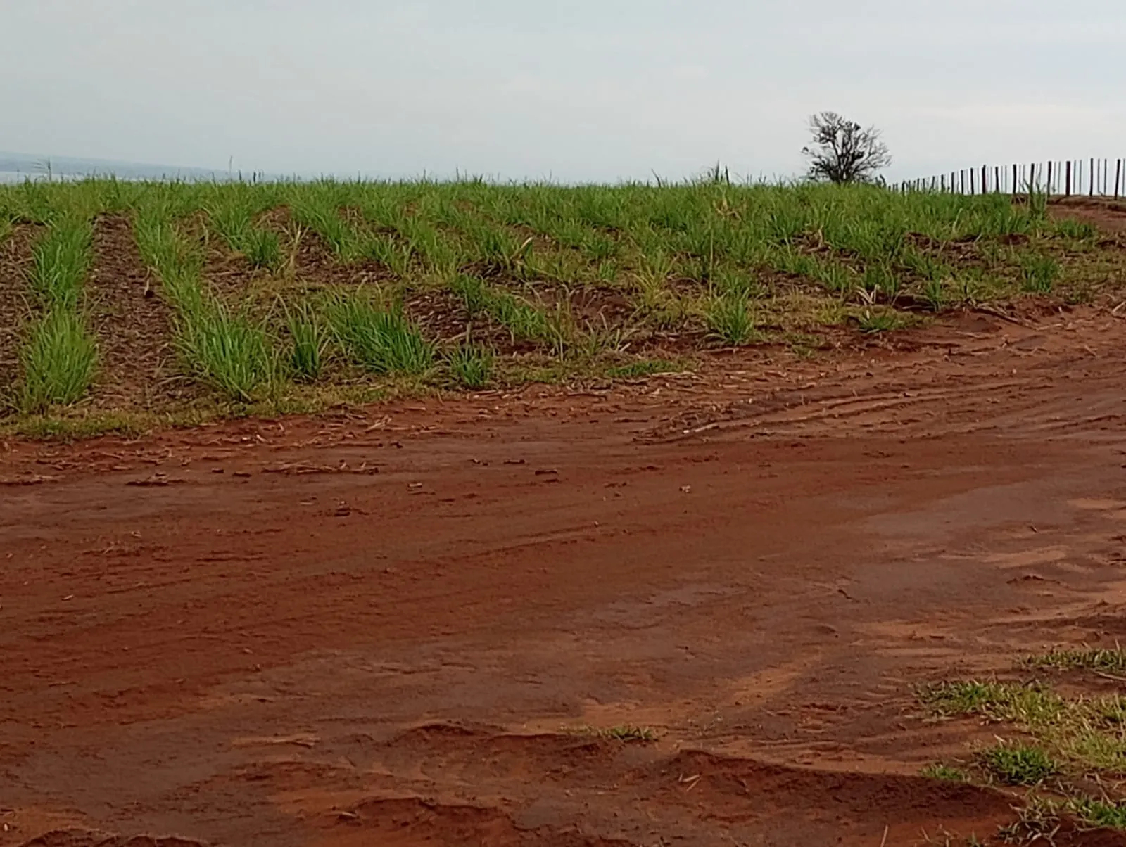 Fazenda para Arrendar de 1.210 ha em Teodoro Sampaio, SP, Brasil