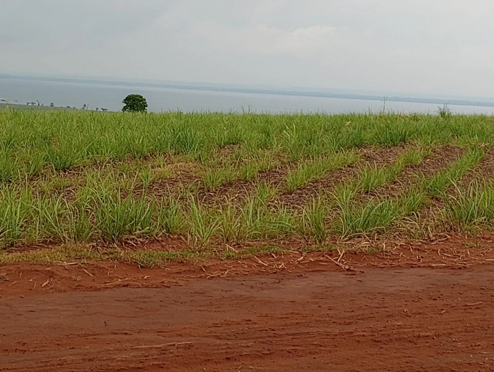 Fazenda para Arrendar de 1.210 ha em Teodoro Sampaio, SP, Brasil