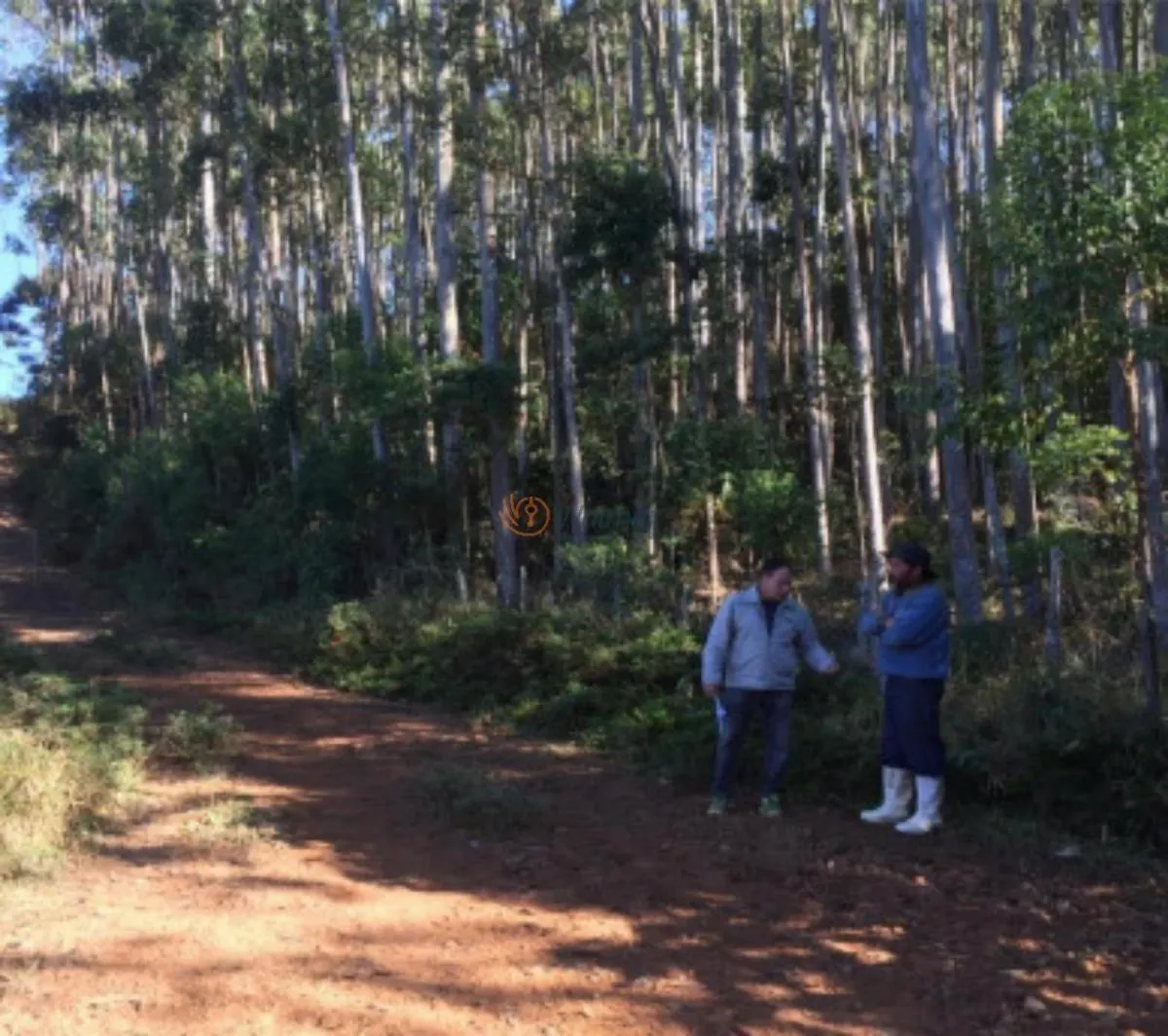 Fazenda à venda de 500 ha em Avaré, SP, Brasil