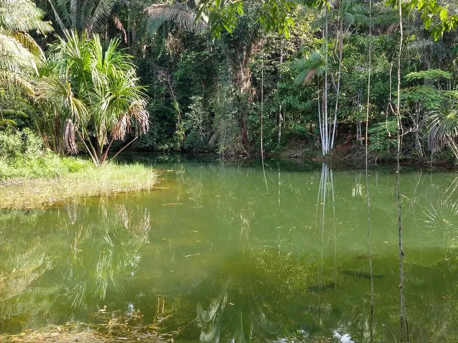 Fazenda à venda de 100 ha em Porto Velho, RO, Brasil