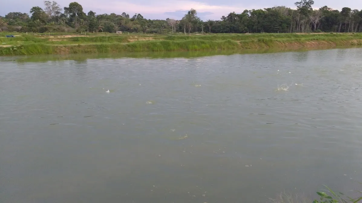 Fazenda à venda de 100 ha em Porto Velho, RO, Brasil