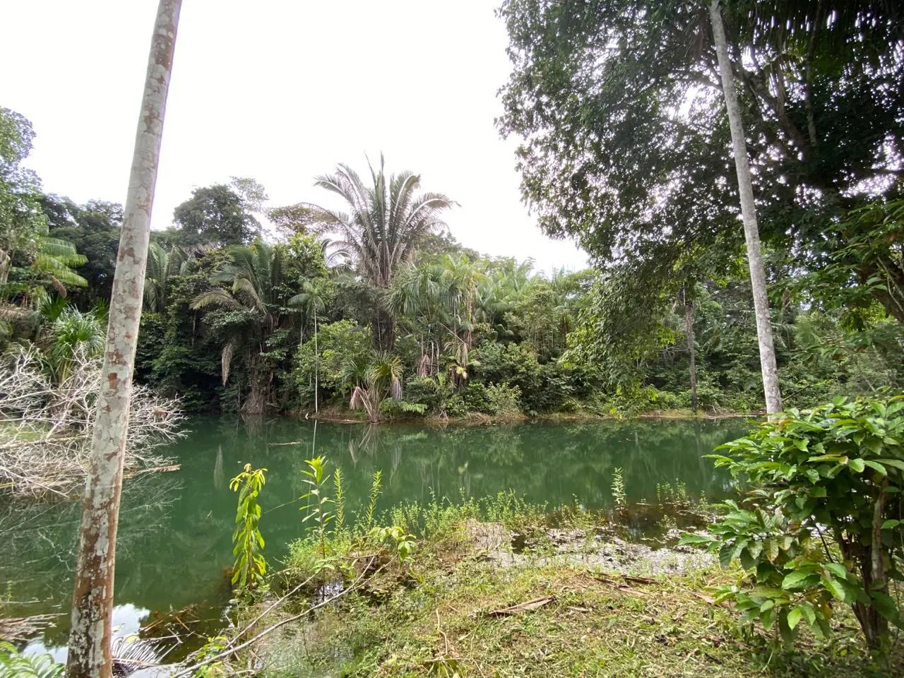 Fazenda à venda de 100 ha em Porto Velho, RO, Brasil