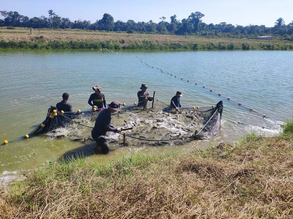 Fazenda à venda de 100 ha em Porto Velho, RO, Brasil