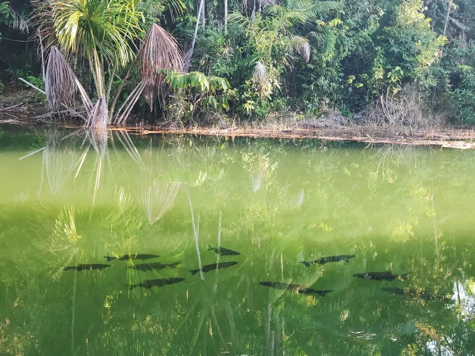 Fazenda à venda de 100 ha em Porto Velho, RO, Brasil