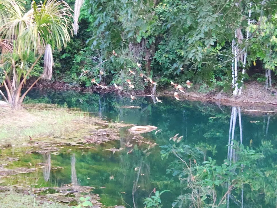 Fazenda à venda de 100 ha em Porto Velho, RO, Brasil