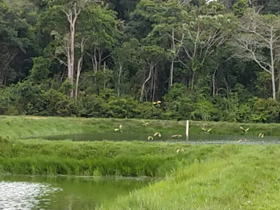 Fazenda à venda de 100 ha em Porto Velho, RO, Brasil