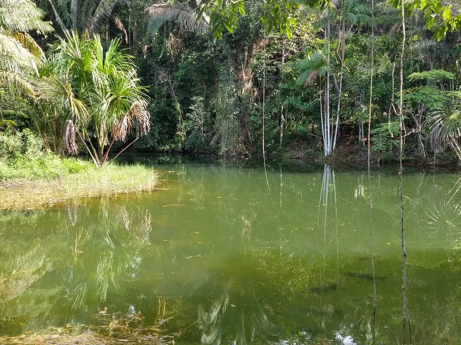 Fazenda à venda de 100 ha em Porto Velho, RO, Brasil