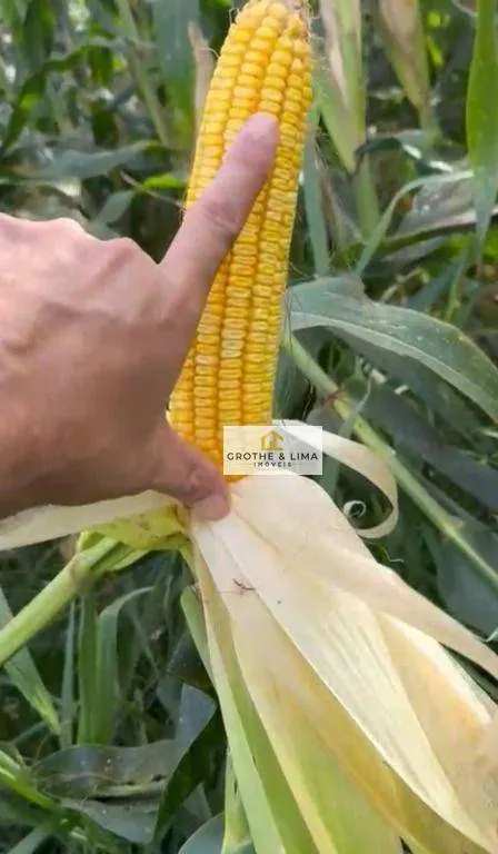 Fazenda à venda de 5.000 ha em Sorriso, MT, Brasil