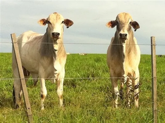 Fazenda à venda de 2.979 ha em Presidente Prudente, SP, Brasil