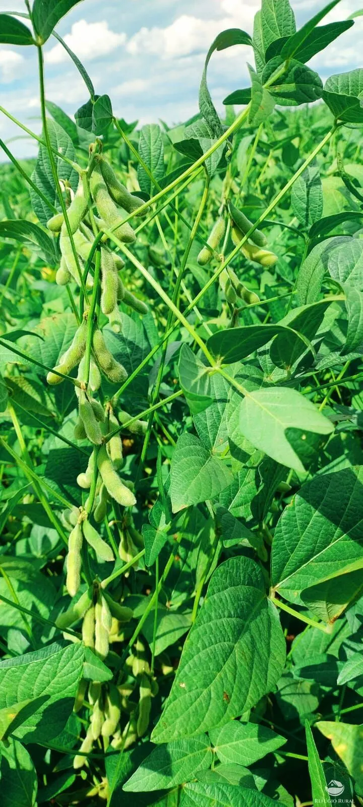 Fazenda à venda de 1.702 ha em Cassilândia, MS, Brasil