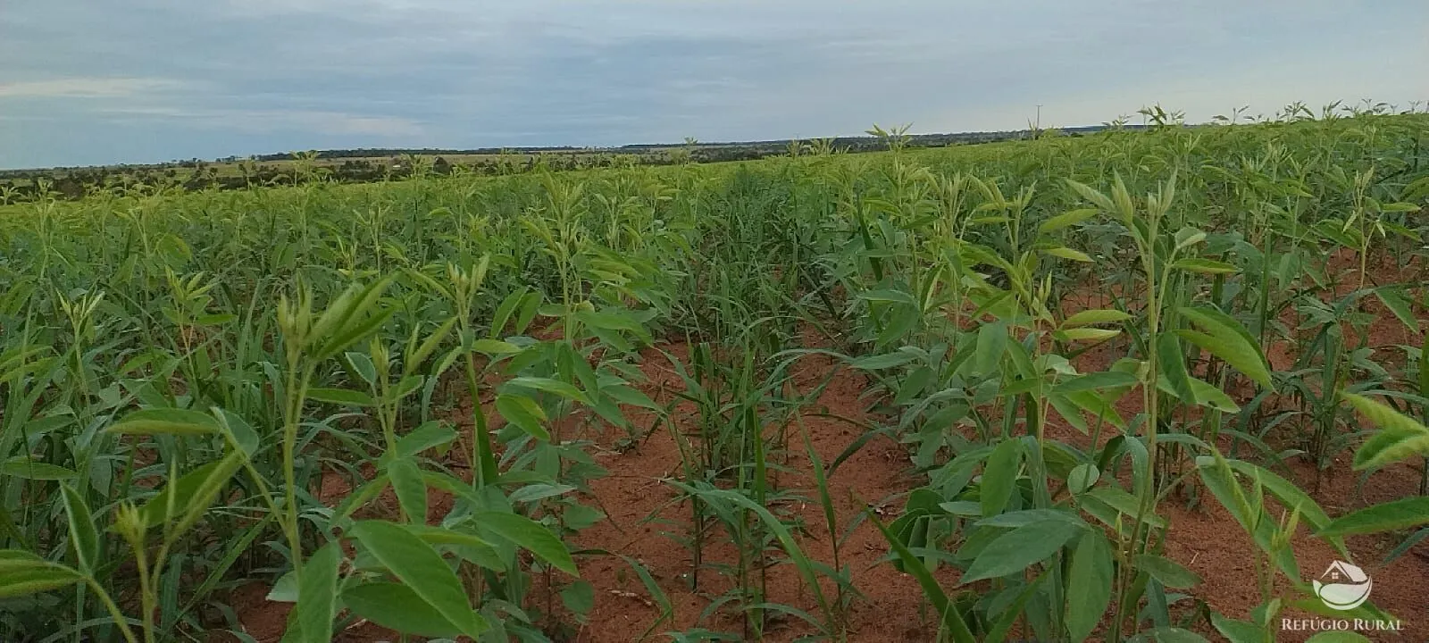 Fazenda à venda de 1.702 ha em Cassilândia, MS, Brasil