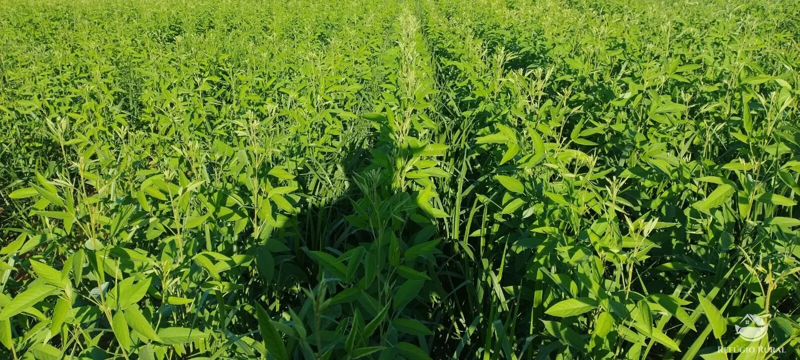 Fazenda à venda de 1.702 ha em Cassilândia, MS, Brasil