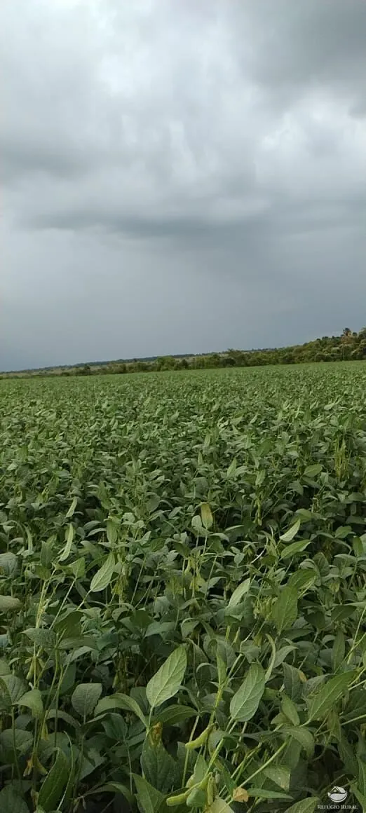 Fazenda à venda de 1.702 ha em Cassilândia, MS, Brasil