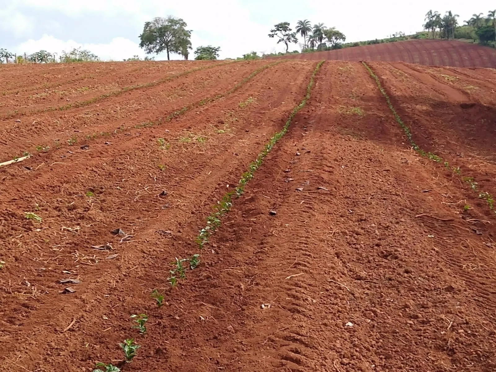 Fazenda à venda de 65 ha em Nepomuceno, MG, Brasil
