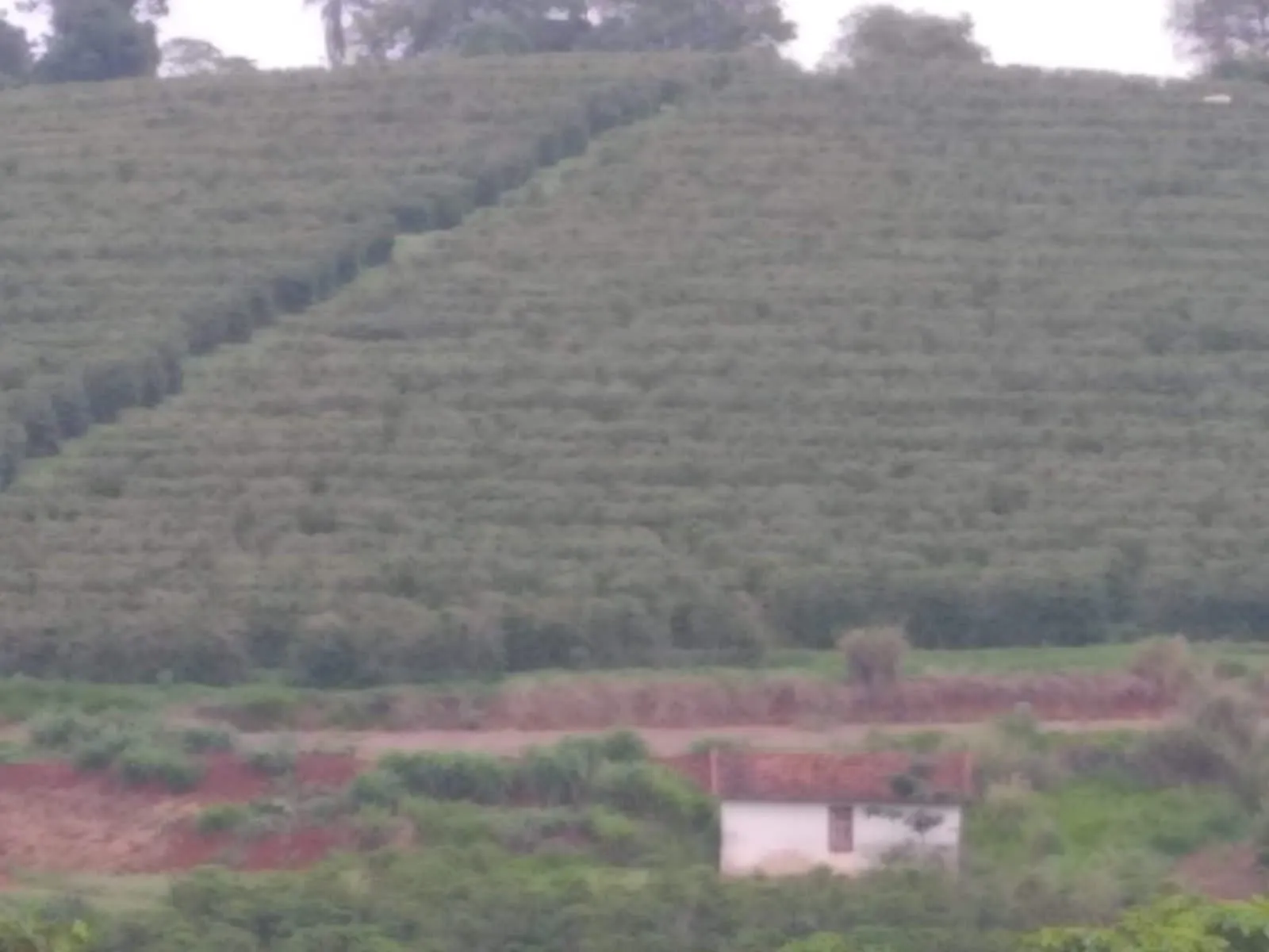 Fazenda à venda de 65 ha em Nepomuceno, MG, Brasil