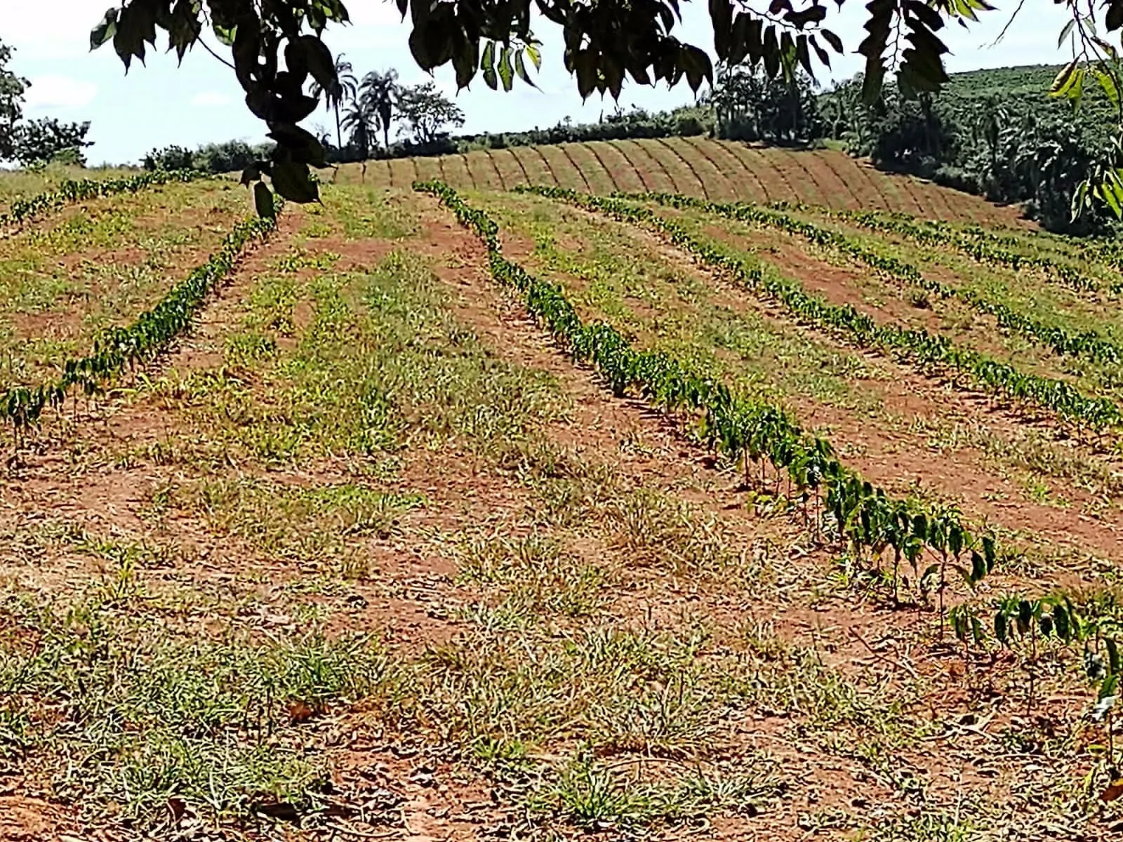 Fazenda à venda de 65 ha em Nepomuceno, MG, Brasil