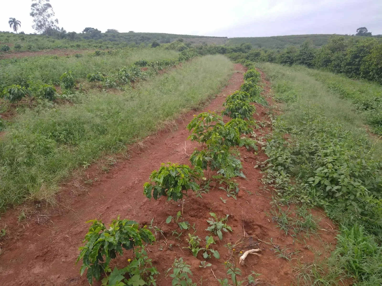 Fazenda à venda de 65 ha em Nepomuceno, MG, Brasil