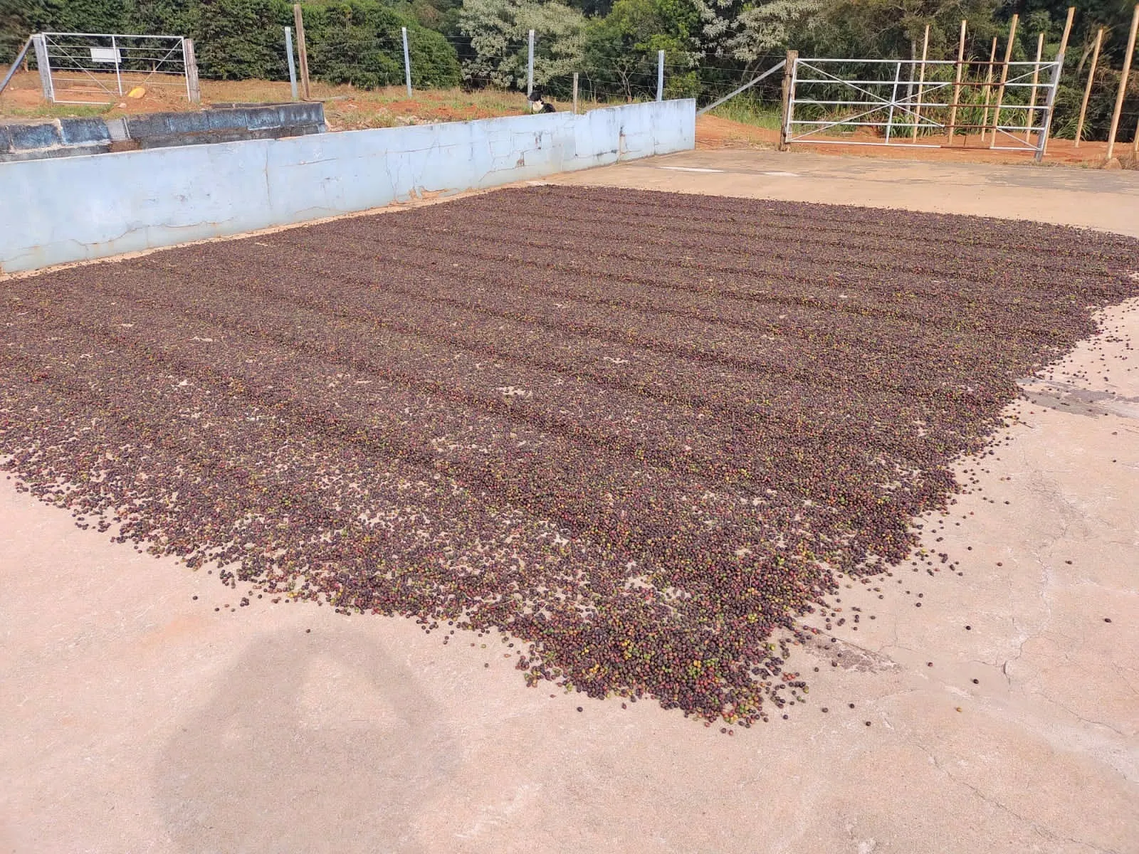 Fazenda à venda de 65 ha em Nepomuceno, MG, Brasil