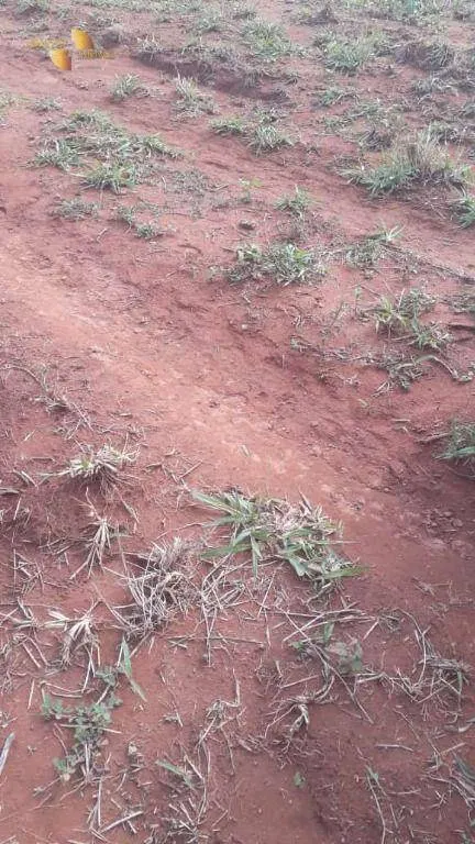 Fazenda à venda de 680 ha em Rondonópolis, MT, Brasil