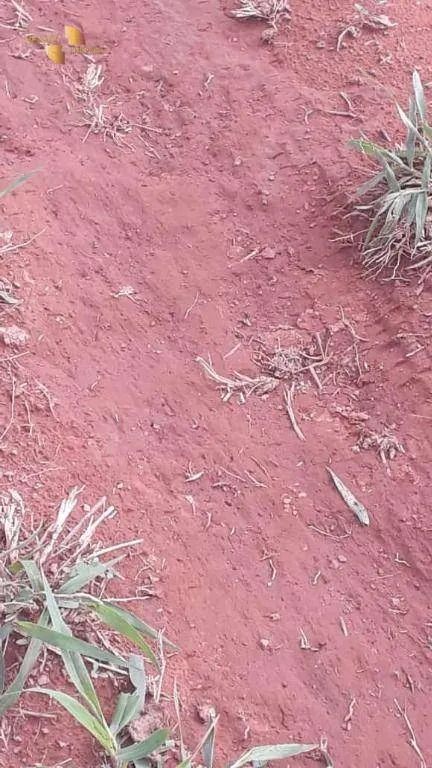 Fazenda à venda de 680 ha em Rondonópolis, MT, Brasil