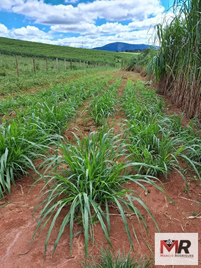 Sítio à venda e para Arrendar de 6 ha em Careaçu, MG, Brasil