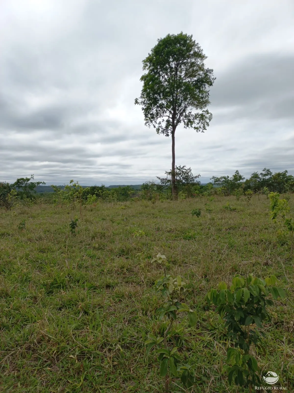 Fazenda à venda de 700 ha em Camapuã, MS, Brasil