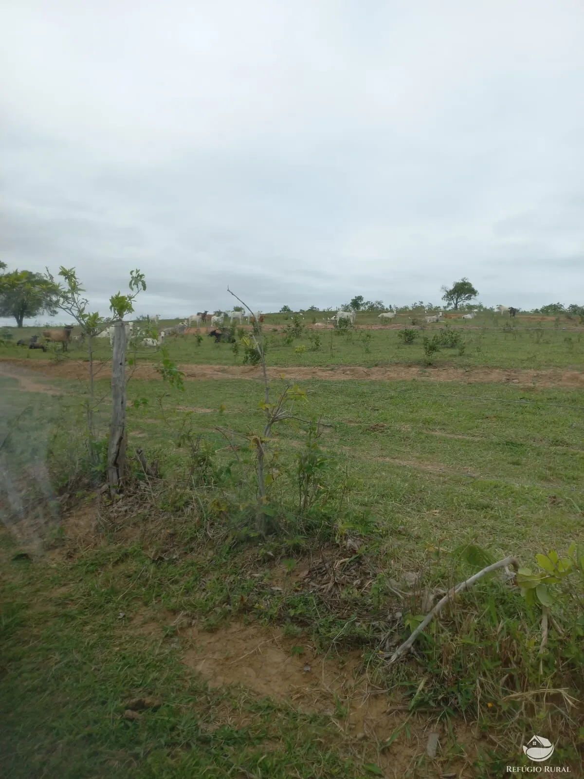 Fazenda à venda de 700 ha em Camapuã, MS, Brasil