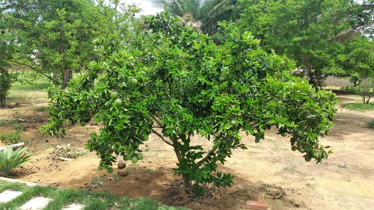 Chácara à venda de 7.500 m² em Senhor do Bonfim, BA, Brasil