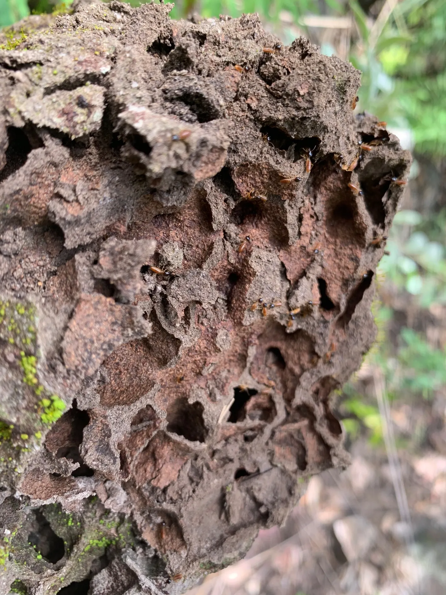 Terreno para Arrendar de 4 ha em Alto Paraíso de Goiás, GO, Brasil