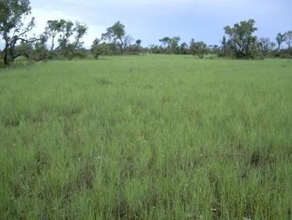 Fazenda à venda de 83.346 ha em São Félix do Araguaia, MT, Brasil
