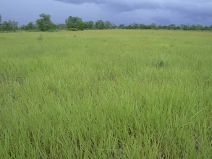 Fazenda à venda de 83.346 ha em São Félix do Araguaia, MT, Brasil